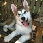 Best Puppy Obedience Training Tips for All Dog Breeds