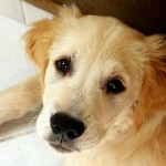Best Puppy Spay or Neuter Information for Your New Pet