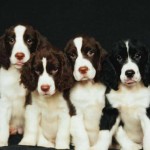 5 Best Puppy Natural Immune System Boosters for Dogs